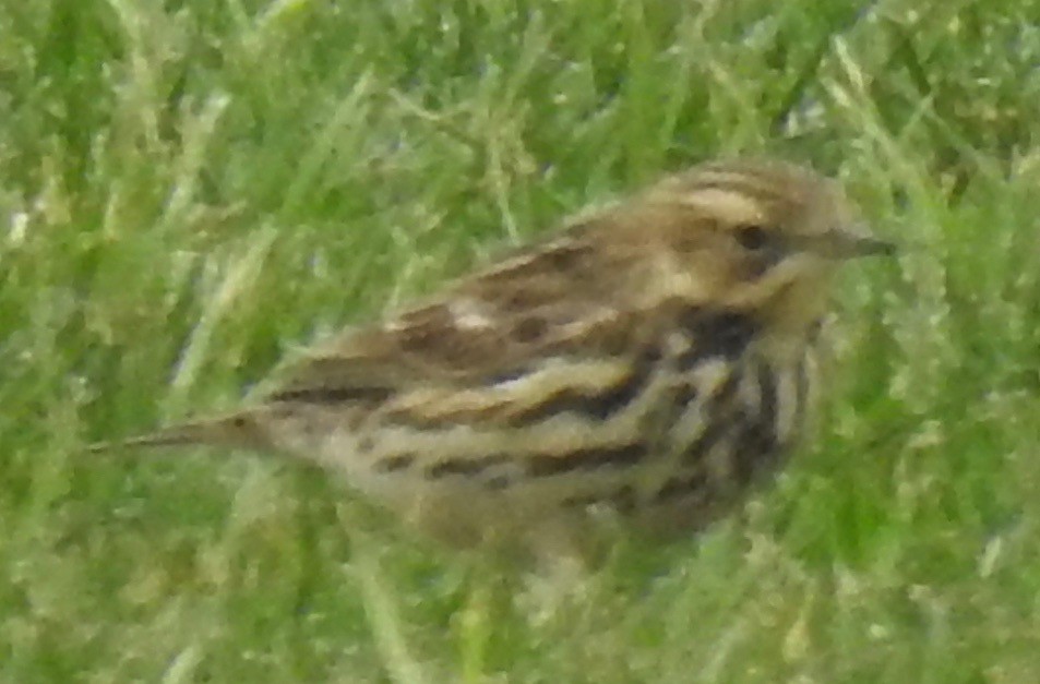 Red-throated Pipit - ML153393121