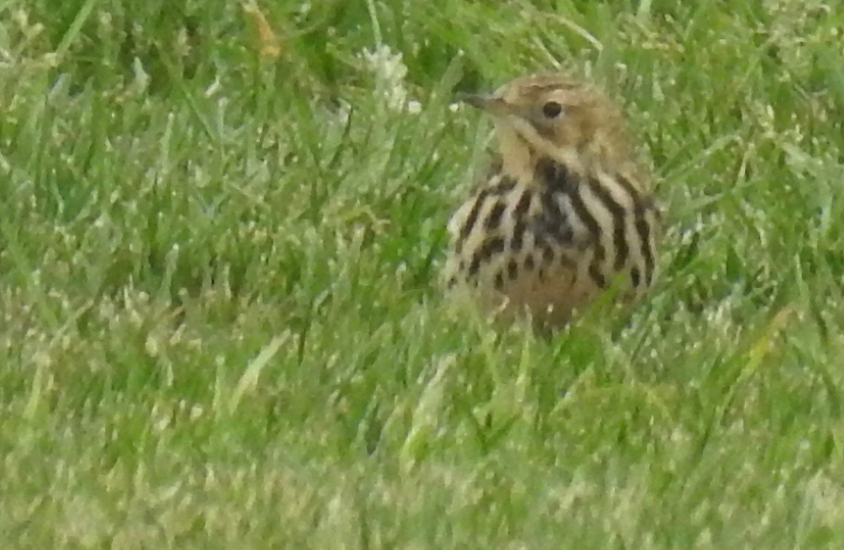 Red-throated Pipit - ML153393141