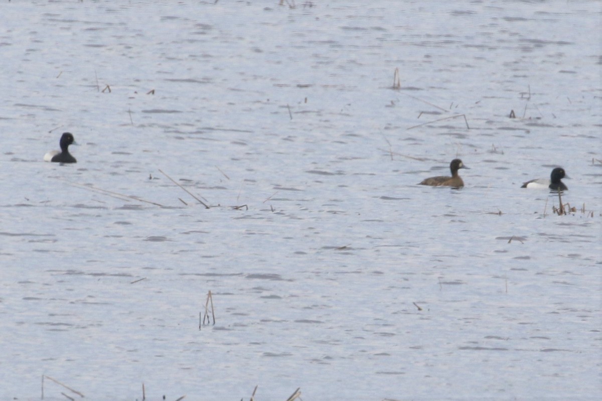 Greater Scaup - ML153393591