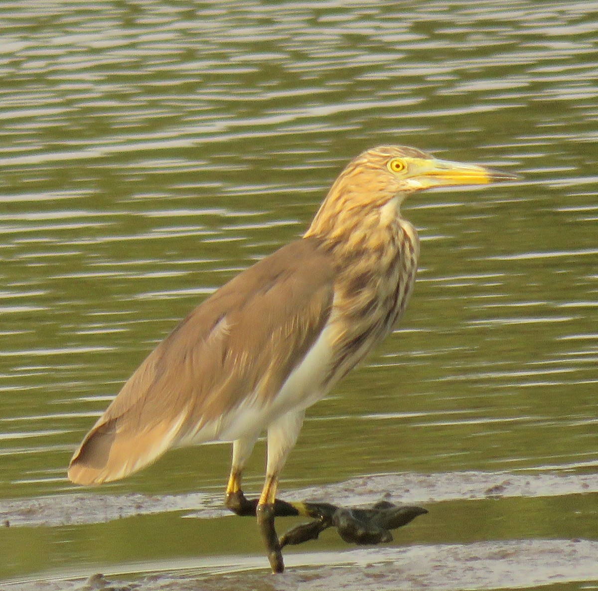 Indian Pond-Heron - ML153394891