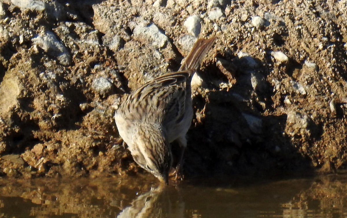 Brewer's Sparrow - ML153396401