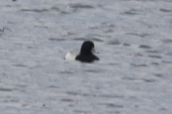 Greater Scaup - ML153396681