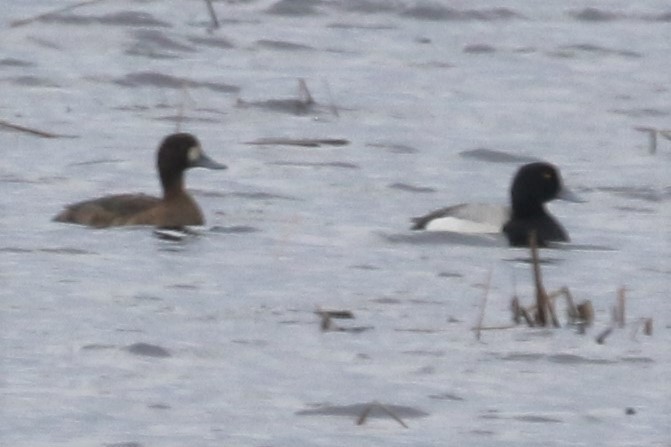 Greater Scaup - ML153396691