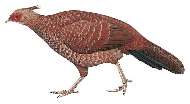 lophura leucomelanos melanota Kalij Pheasant - Lophura leucomelanos
