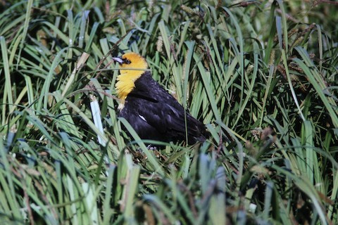 Yellow-headed Blackbird - ML153399561