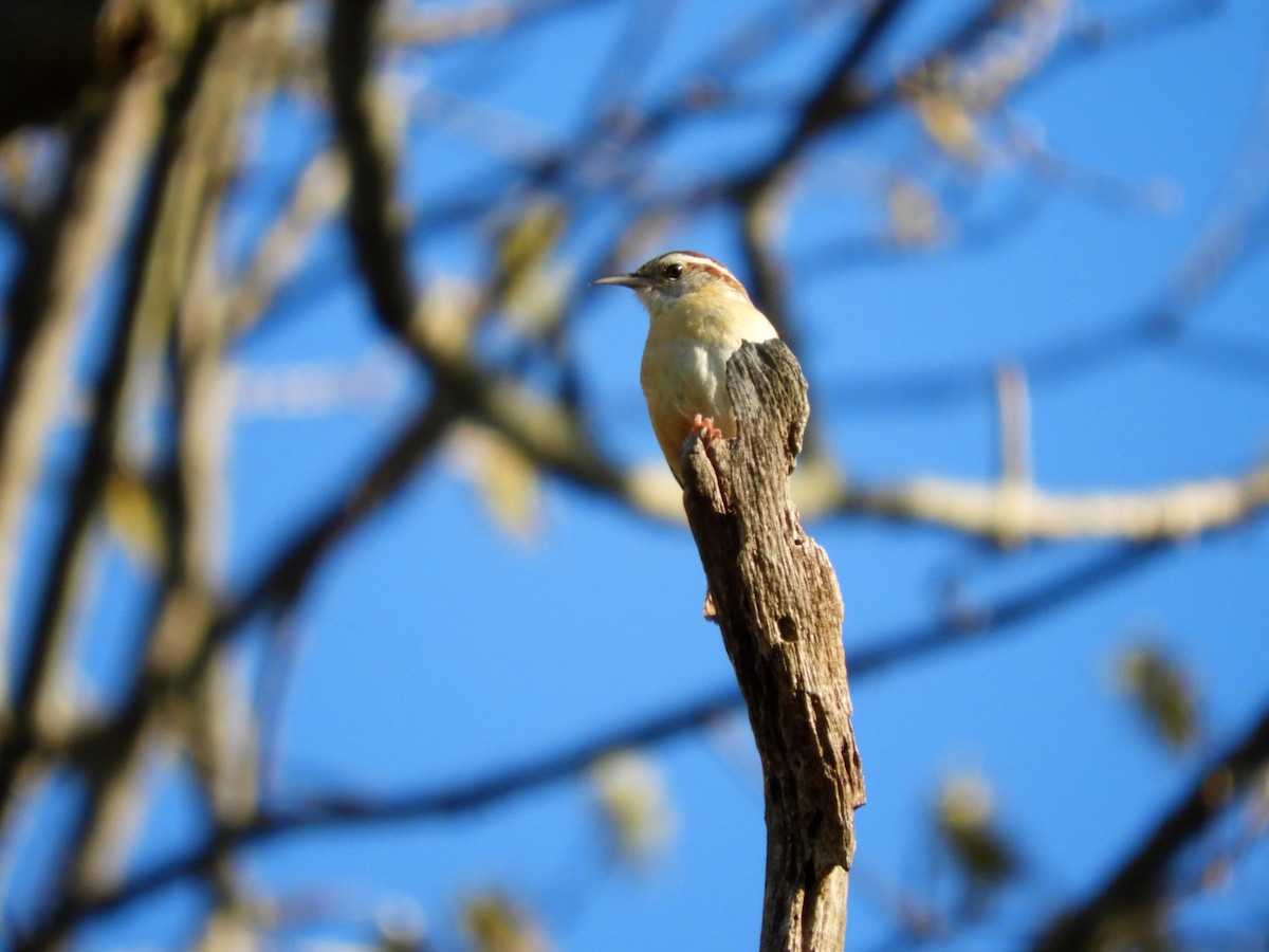 Carolina Wren - ML153401551