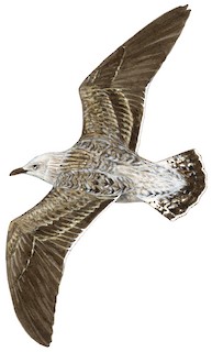 Larus fuscus heuglini