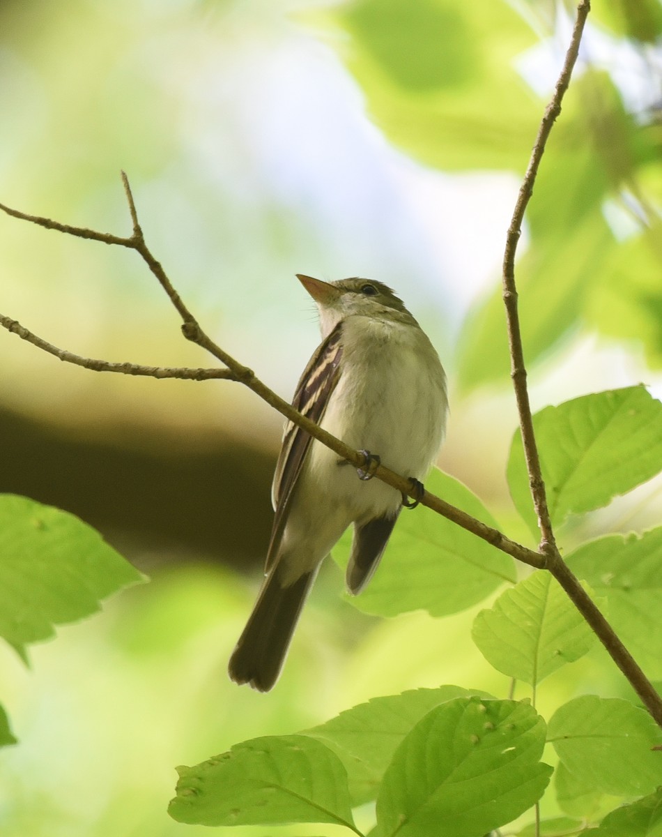 Acadian Flycatcher - ML153404401