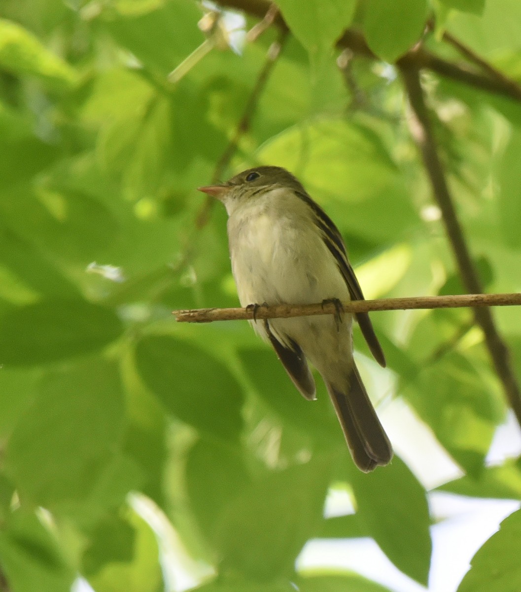 Acadian Flycatcher - ML153404411