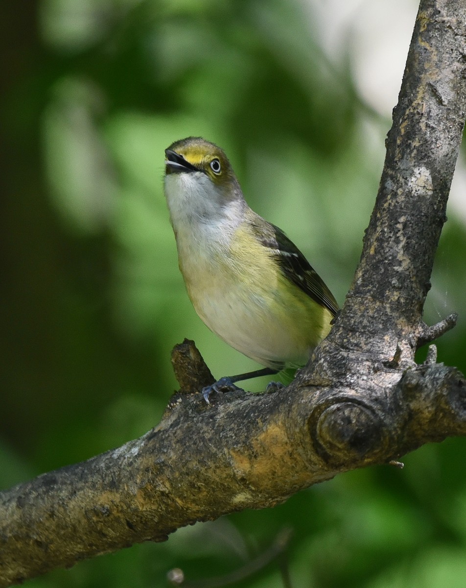 Ak Gözlü Vireo - ML153404731