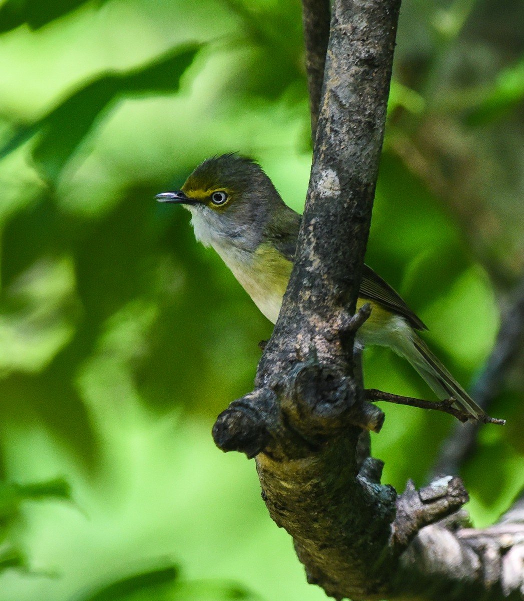 Ak Gözlü Vireo - ML153404751