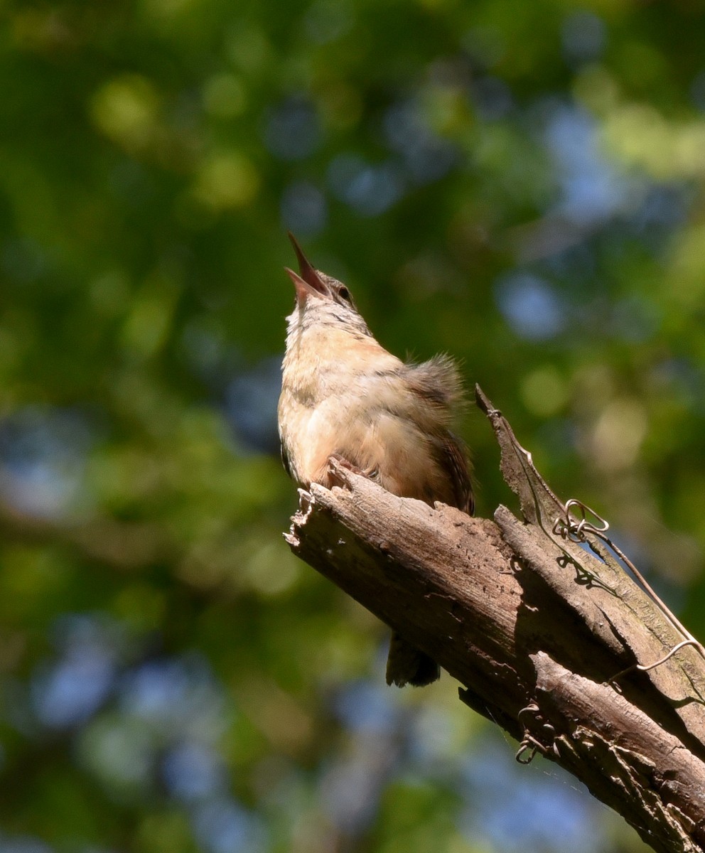 Carolina Wren - Joe Donahue