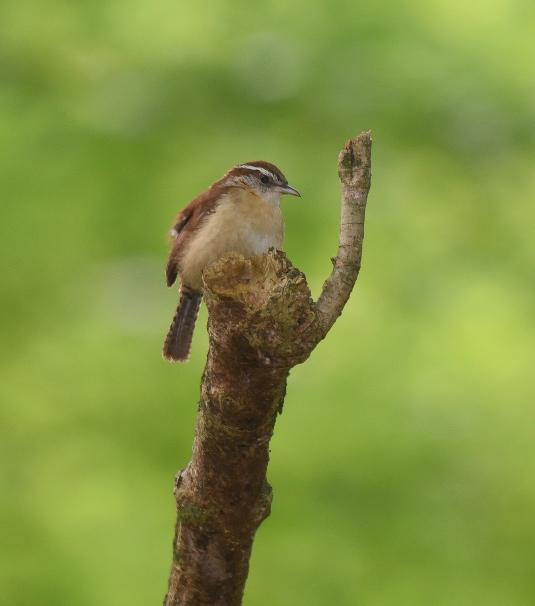 Carolina Wren - Joe Donahue