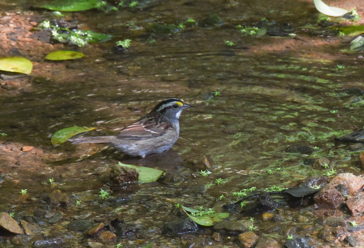 Bruant à gorge blanche - ML153405921