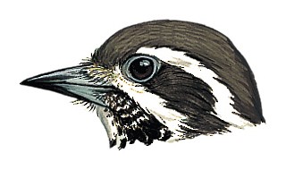 Speckled Piculet - Picumnus innominatus - Birds of the World