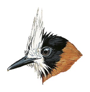 White-plumed Antbird - Pithys albifrons - Birds of the World