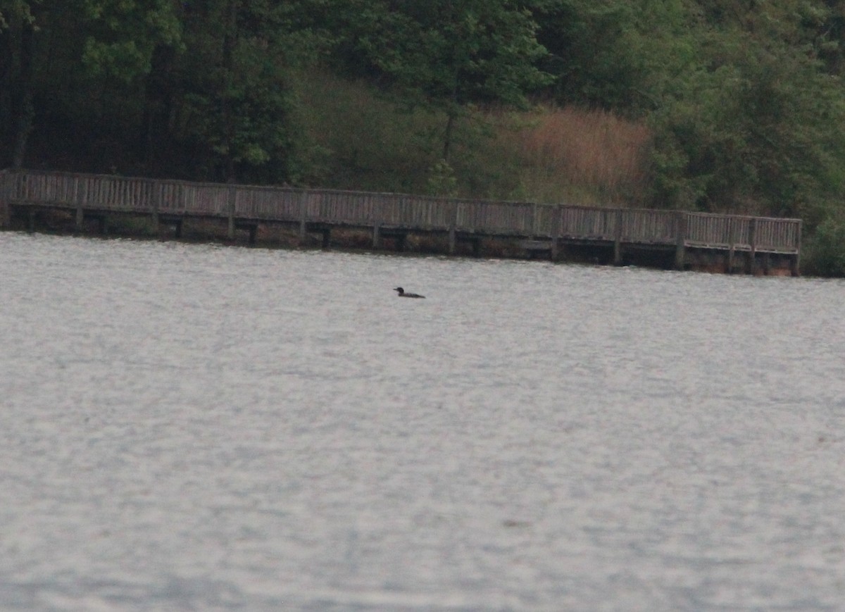 Common Loon - ML153415331