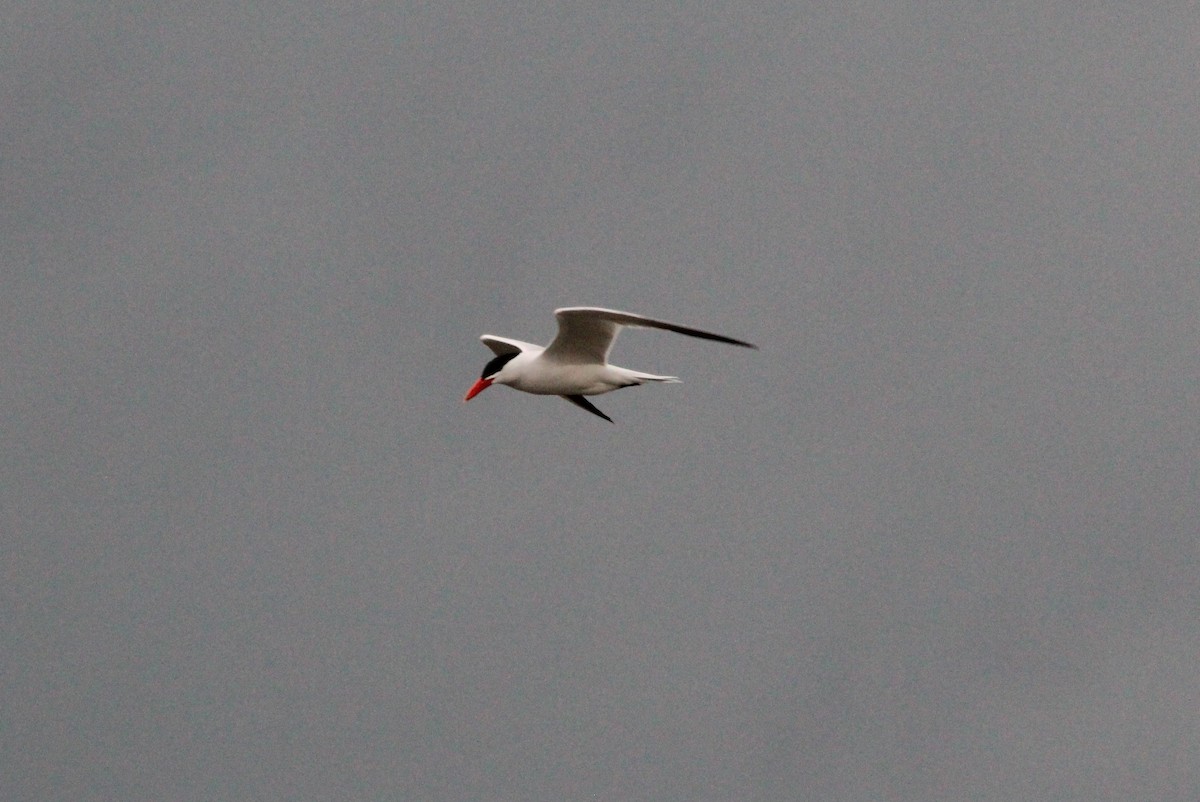 Caspian Tern - ML153415761