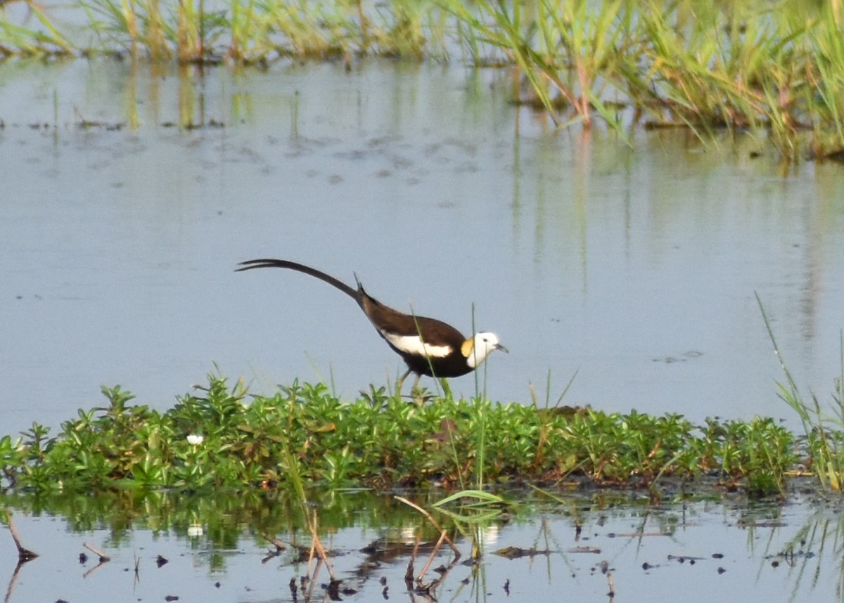 Pheasant-tailed Jacana - ML153418121