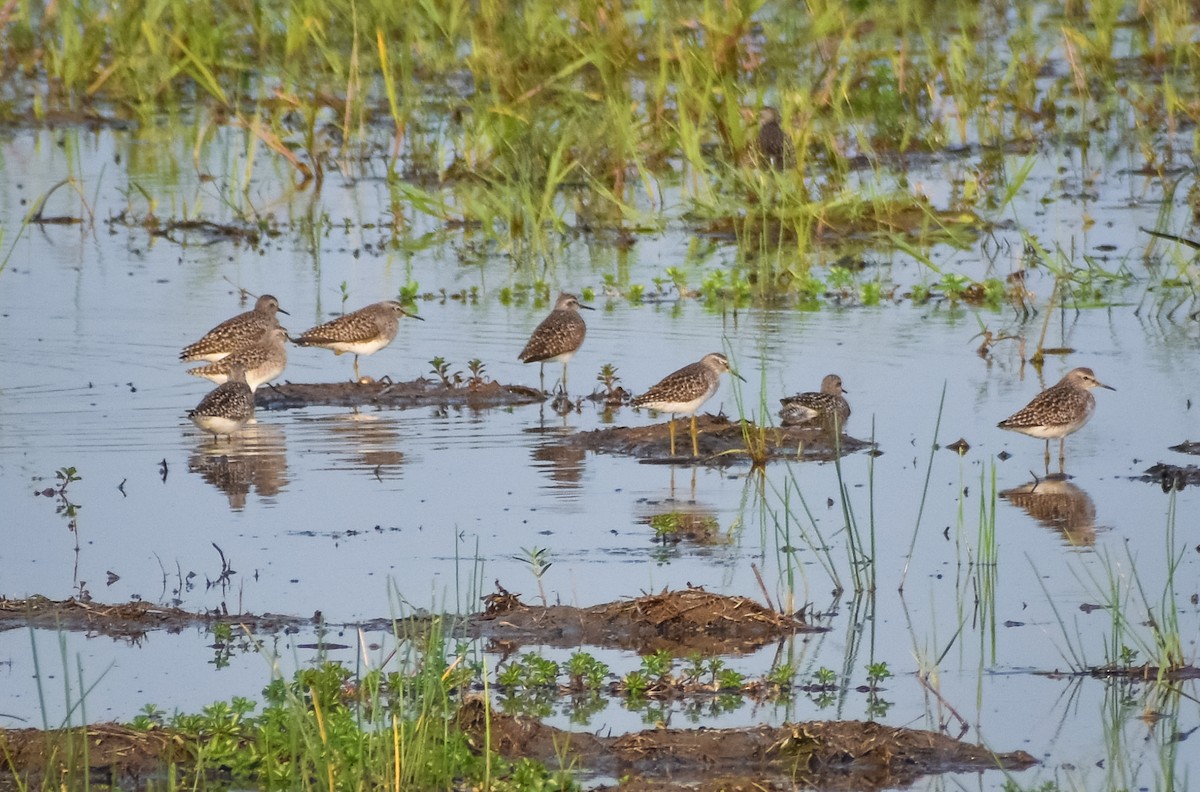 Wood Sandpiper - ML153419101