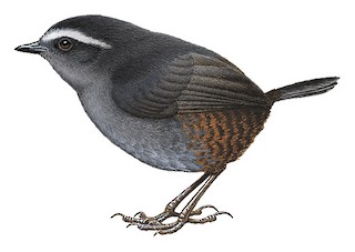 Silvery-fronted Tapaculo