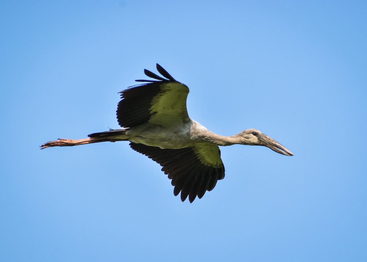 Asian Openbill - ML153419851