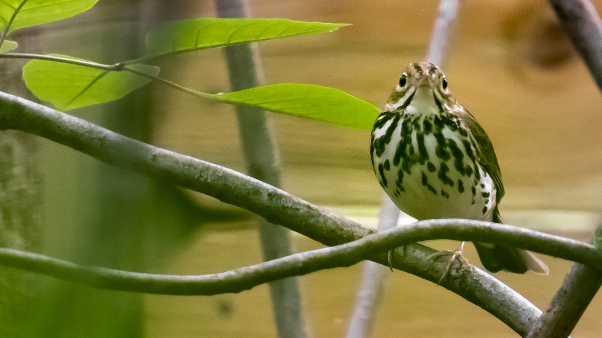 Ovenbird - Todd Kiraly