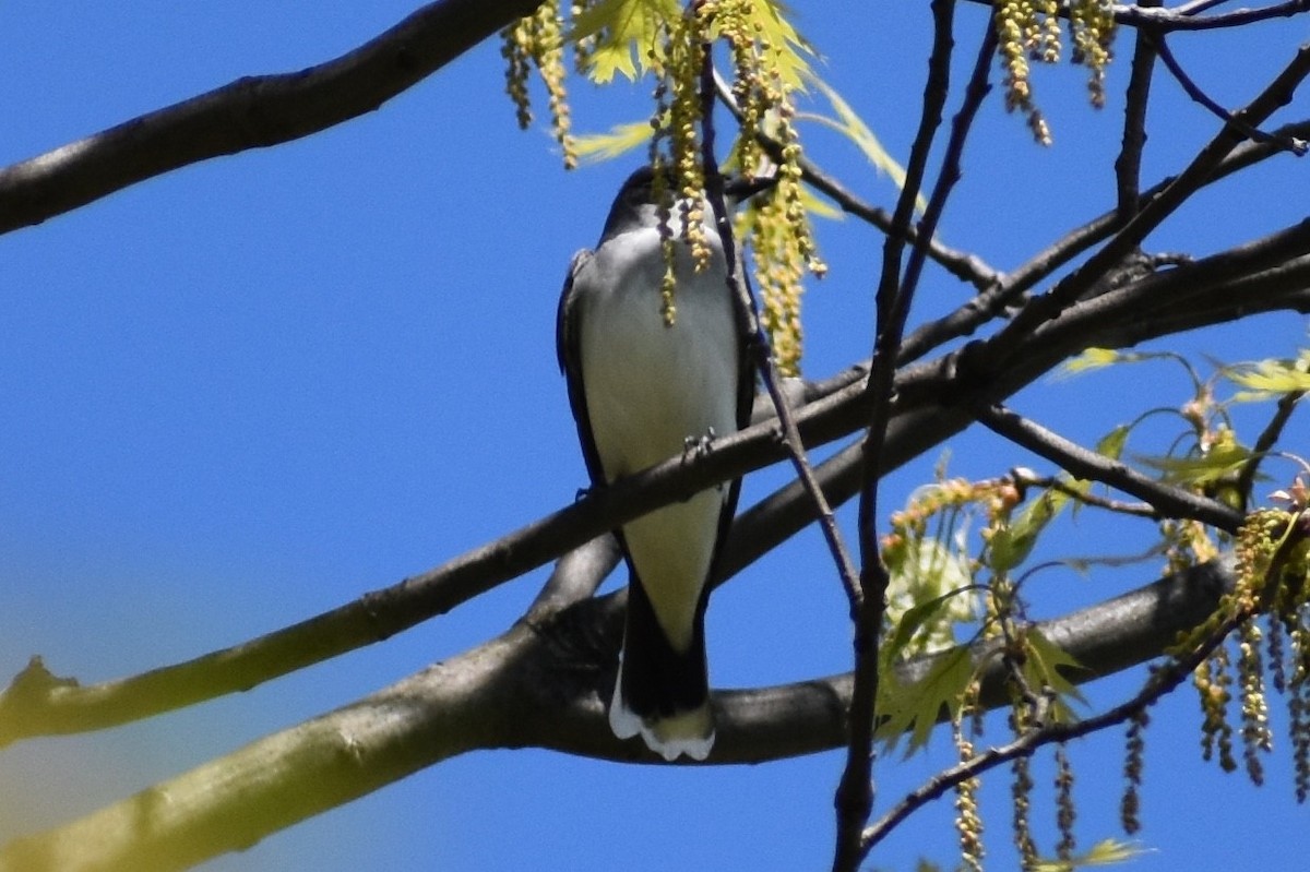 Eastern Kingbird - ML153422361