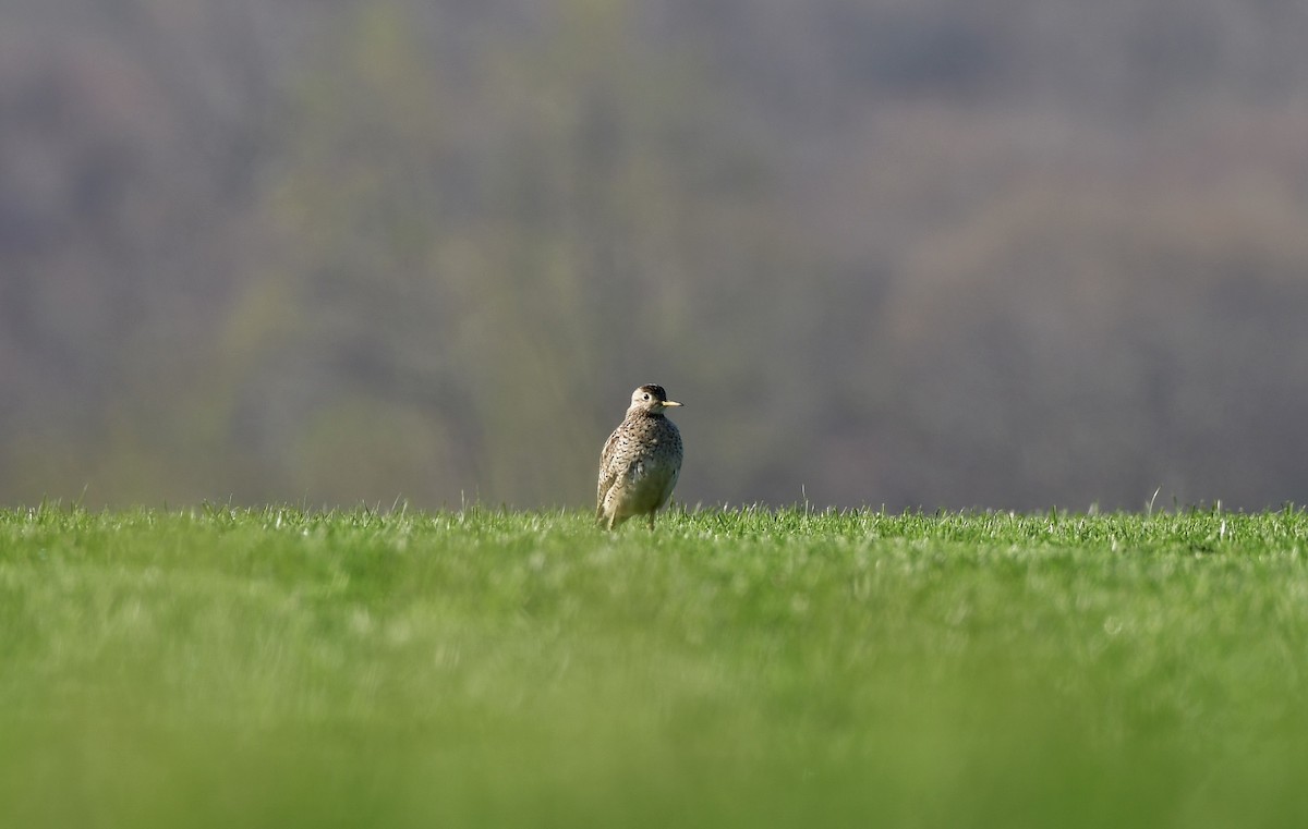 Upland Sandpiper - ML153424211