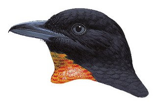 Red-ruffed Fruitcrow - Pyroderus scutatus - Birds of the World