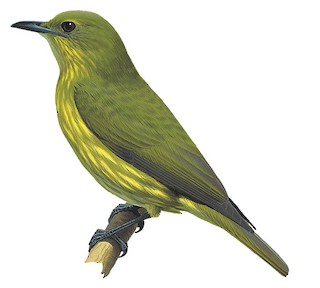 White Bellbird - Procnias albus - Birds of the World