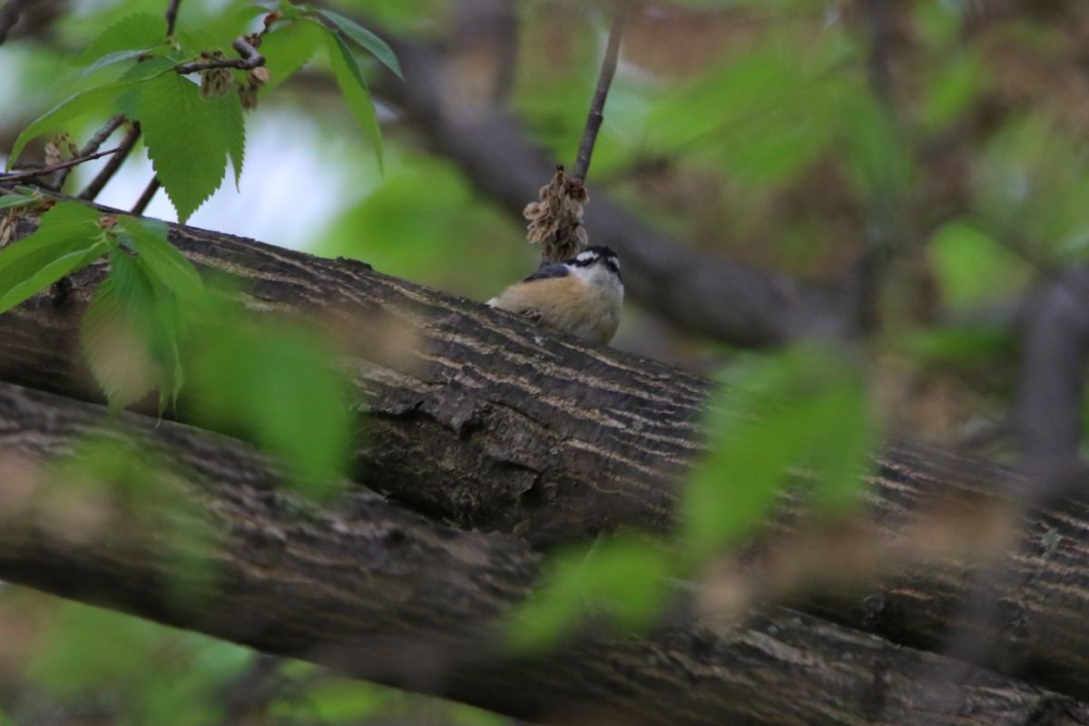 Red-breasted Nuthatch - Bud Poole 🌳