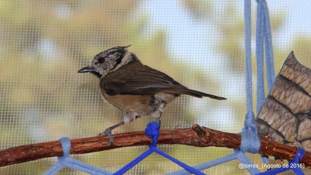 Crested Tit - ML153433221