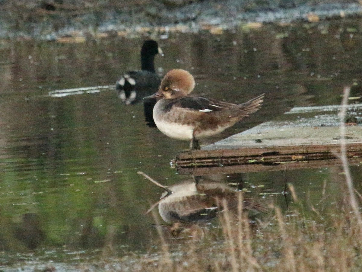 Hooded Merganser - Christine Jacobs