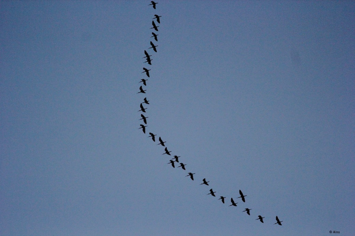 Mignattaio - ML153435741