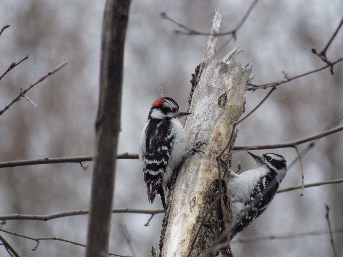 Downy Woodpecker - ML153436171