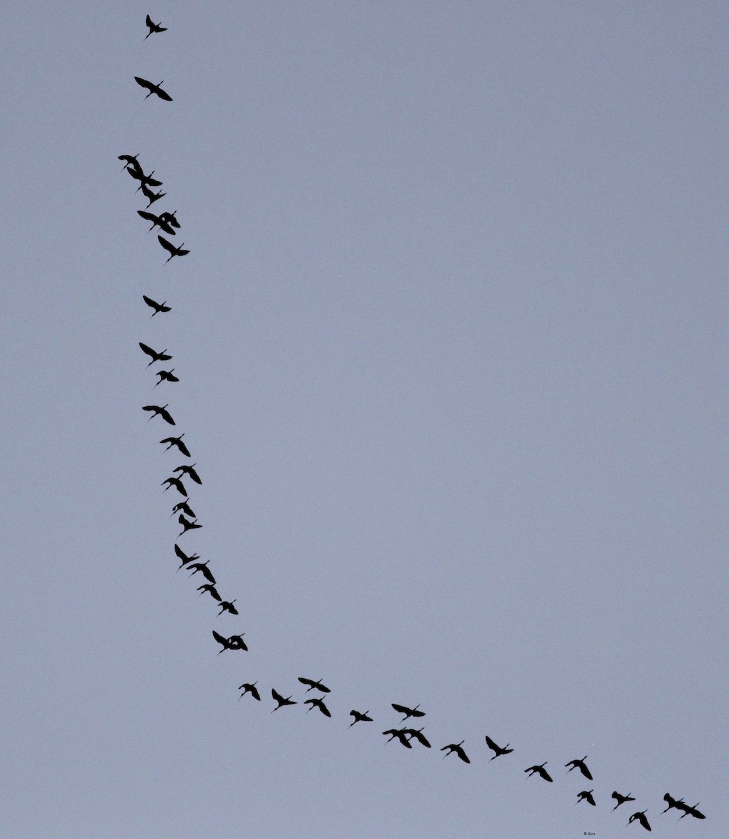 Mignattaio - ML153436321