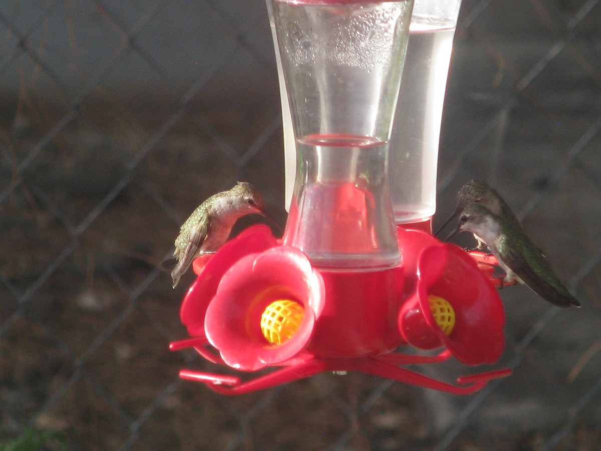 Anna's Hummingbird - ML153437161