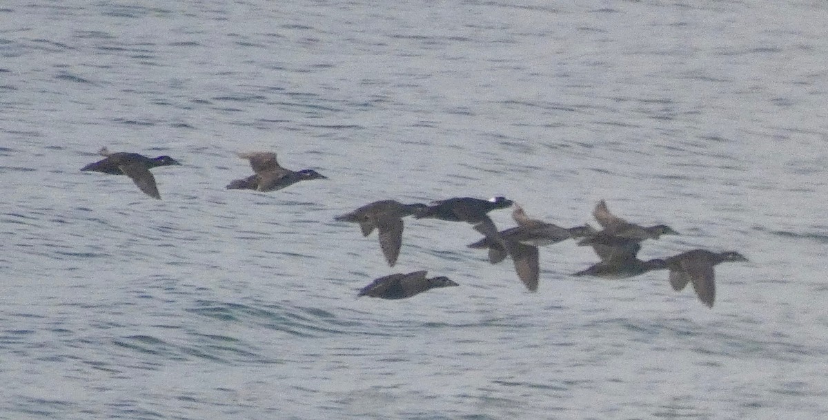 Surf Scoter - John Callender