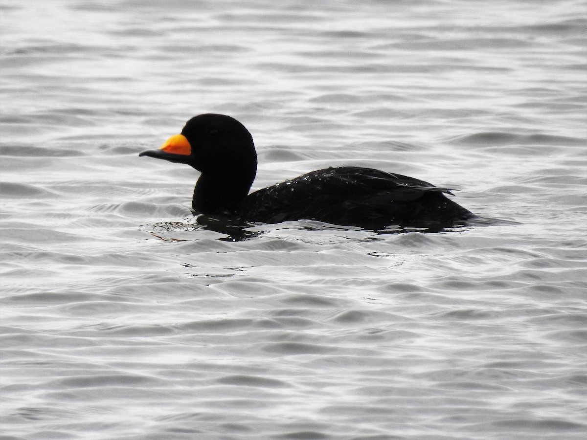 Black Scoter - ML153437791