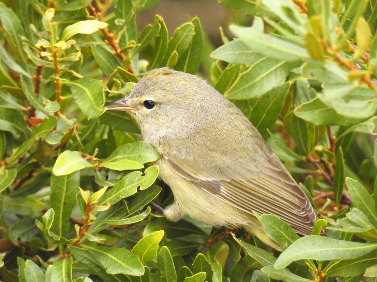 Orange-crowned Warbler - ML153438161