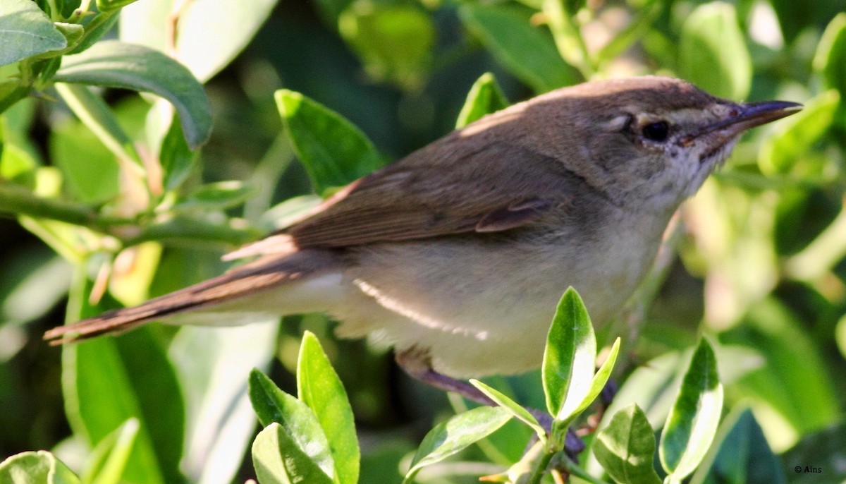 Blyth's Reed Warbler - ML153438251