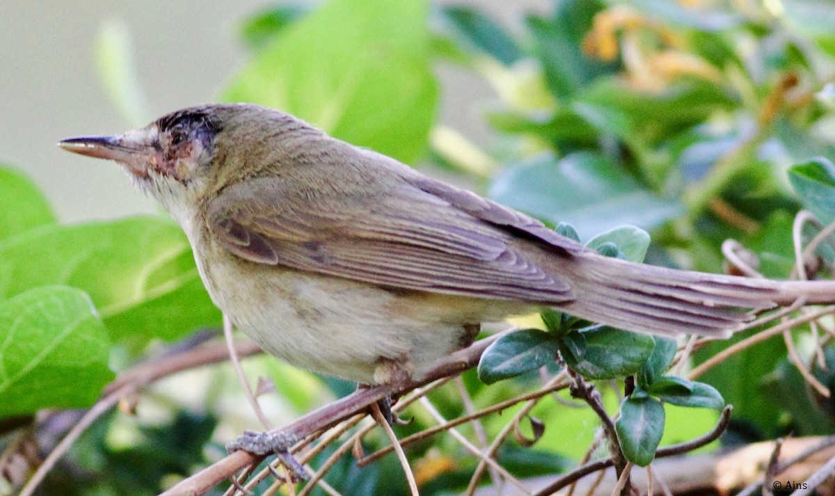 Blyth's Reed Warbler - ML153438271