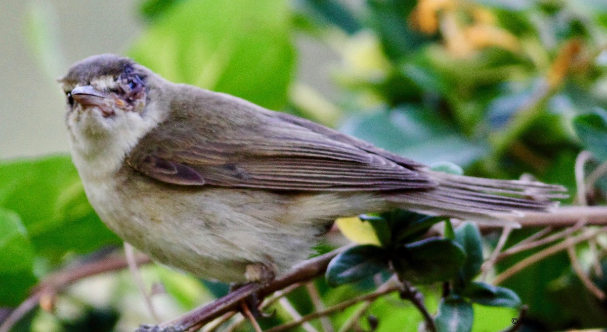 Blyth's Reed Warbler - ML153438301