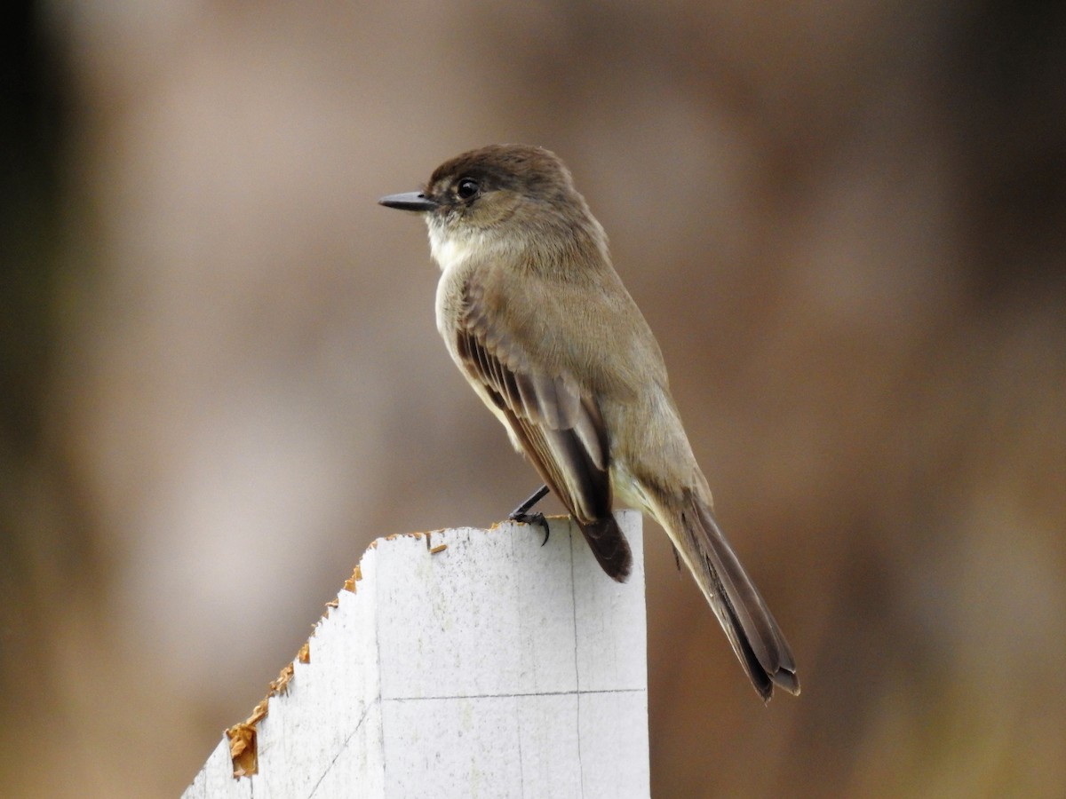 Eastern Phoebe - S. K.  Jones