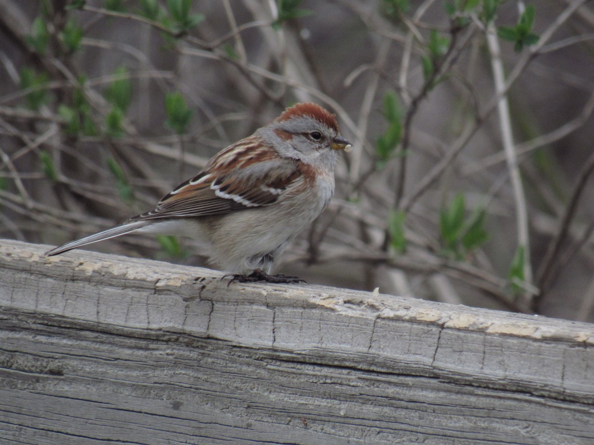 American Tree Sparrow - ML153438991