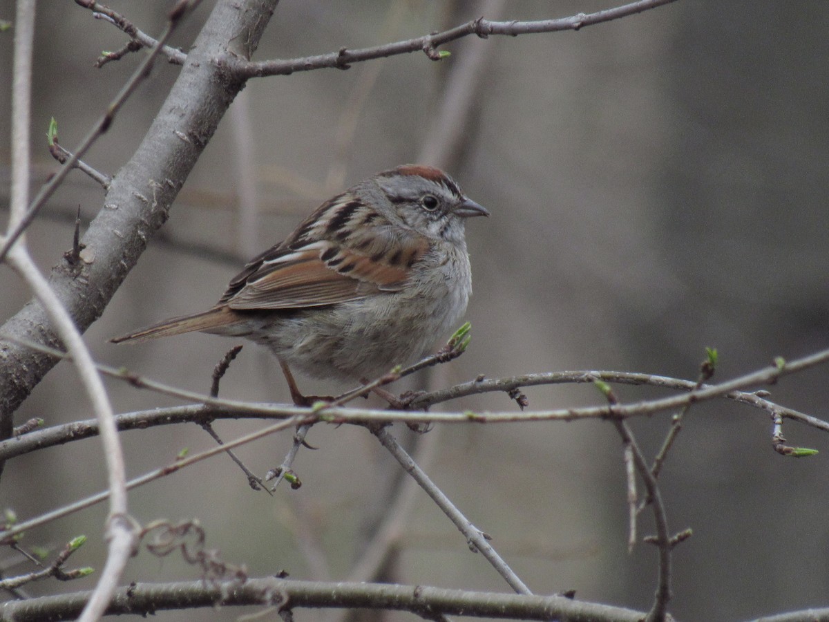 Swamp Sparrow - ML153439131