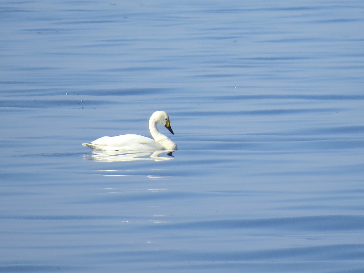 Tundra Swan (Bewick's) - ML153439301