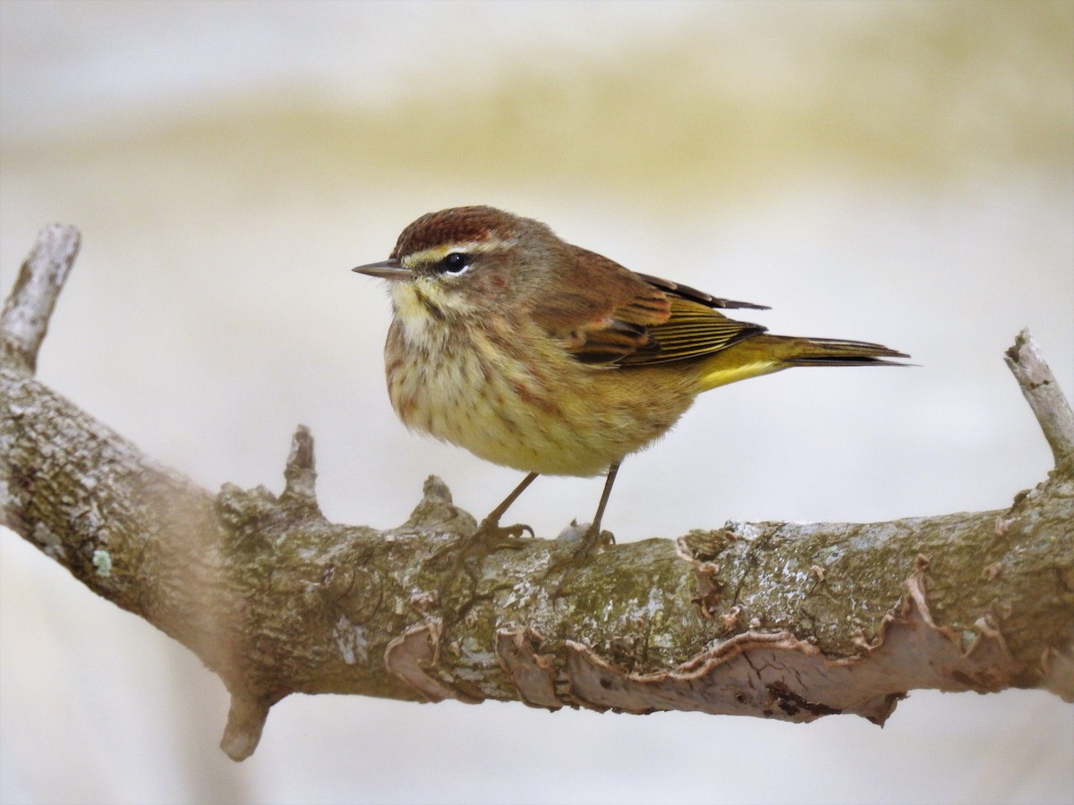 Palm Warbler - ML153439401