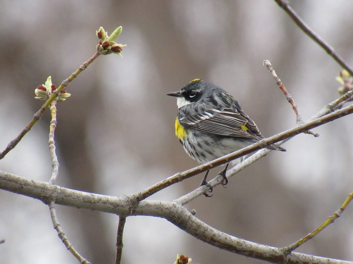 Yellow-rumped Warbler - ML153439581